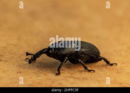 Scyphophorus acupunctatus, charançon du museau noir Banque D'Images