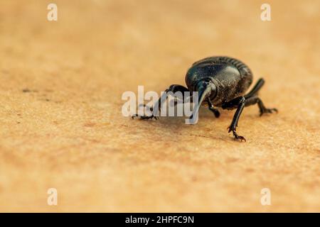 Scyphophorus acupunctatus, charançon du museau noir Banque D'Images