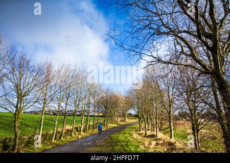 West Yorkshire, Royaume-Uni. 21st févr. 2022. Météo Royaume-Uni. Un marcheur de chiens brave les vents forts sur les Pennines près de Queensbury, West Yorkshire, Royaume-Uni, alors que de fortes pluies ont cédé la place au soleil et aux vents forts. Crédit : Windmill Images/Alamy Live News Banque D'Images