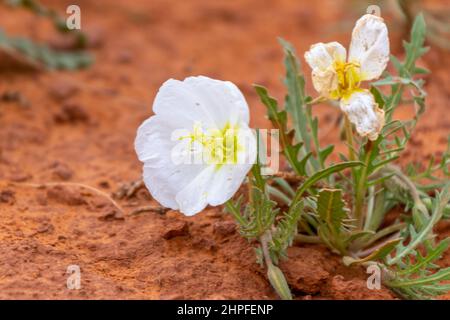 Blanc succulent désert de fleurs sauvages contre un sol rouge dans Monument Valley Banque D'Images