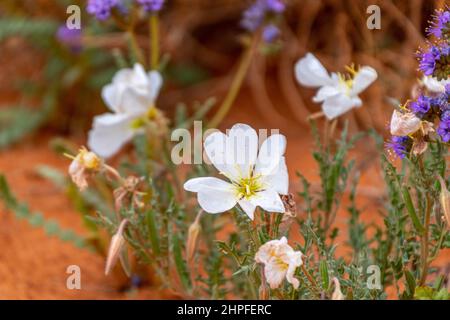 Blanc succulent désert de fleurs sauvages contre un sol rouge dans Monument Valley Banque D'Images