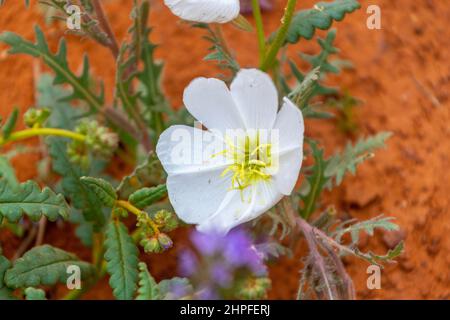 Blanc succulent désert de fleurs sauvages contre un sol rouge dans Monument Valley Banque D'Images