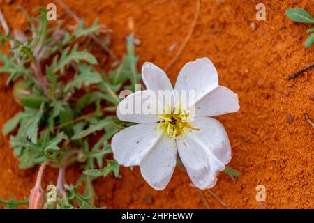 Blanc succulent désert de fleurs sauvages contre un sol rouge dans Monument Valley Banque D'Images