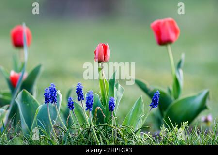 Fleurs de tulipe rouge avec bourgeons, plantes de prairie pourpres poussant dans la nature. Planté dans un petit lit fleuri le premier printemps fleurit. Espace de copie d'arrière-plan flou Banque D'Images