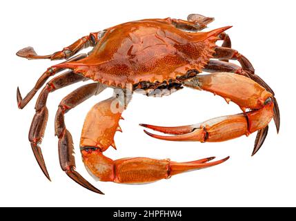 Crabe rouge isolé sur fond blanc Banque D'Images