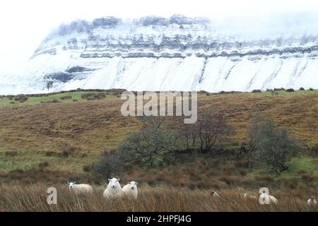 Moutons en champ sur les terres agricoles au pied de la montagne enneigée de Benbulben, comté de Sligo, Irlande Banque D'Images