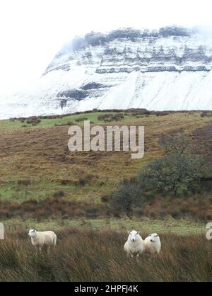 Moutons en champ sur les terres agricoles au pied de la montagne enneigée de Benbulben, comté de Sligo, Irlande Banque D'Images