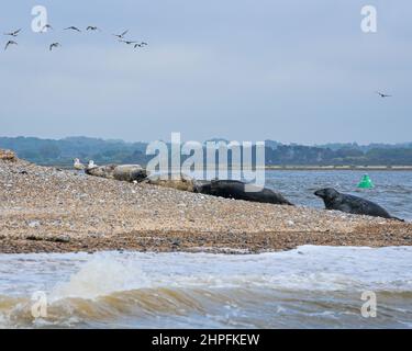 Un groupe de phoques gris a été transporté sur la banque de galets de Blakeney point à l'entrée du port de Blakeney, Norfolk, Angleterre, Royaume-Uni Banque D'Images