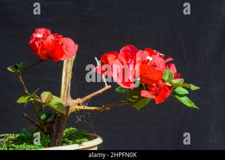 Le bougainvillea glabra est parfois appelé 'fleur de papier' parce que ses bractées sont minces et papeties. Arbuste d'escalade énergique Evergreen avec tiges épineuses Banque D'Images