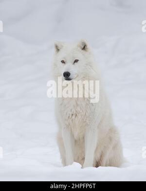 Le loup arctique a été isolé sur fond blanc de près dans la neige d'hiver au Canada Banque D'Images