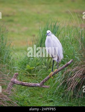 Une photo très tôt le matin d'un petit Egret au bord de mer de Horn Mill Trout Farm, Exton, Rutland, Angleterre, Royaume-Uni Banque D'Images