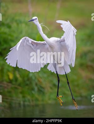 Une photo très tôt le matin d'un petit Egret au bord de mer de Horn Mill Trout Farm, Exton, Rutland, Angleterre, Royaume-Uni Banque D'Images