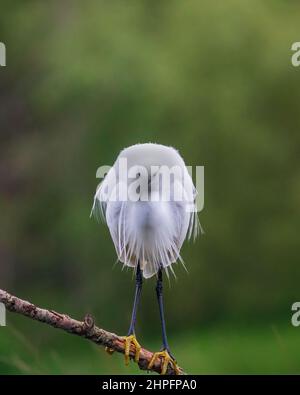 Une photo très tôt le matin d'un petit Egret au bord de mer de Horn Mill Trout Farm, Exton, Rutland, Angleterre, Royaume-Uni Banque D'Images