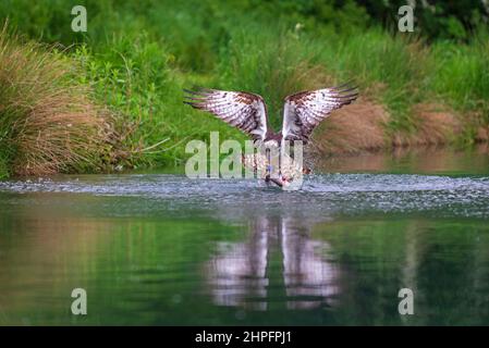 Une balbuzette qui s'est délastiée de l'eau à Horn Mill Trout Farm, Oakham, Rutland, Angleterre, Royaume-Uni, avec un poisson dans ses griffes. Banque D'Images