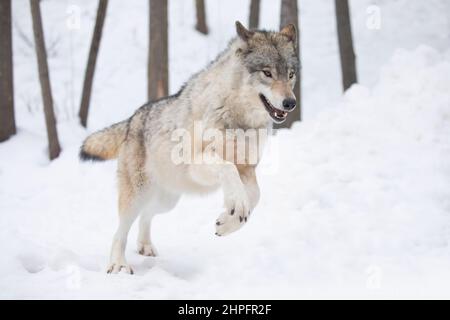 Loup de bois ou loup gris Canis lupus courant dans la neige d'hiver au Canada Banque D'Images