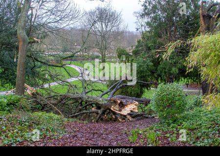 Preston Lancashire. Météo Royaume-Uni. 21 févr. 2022. Un vent d'ouest très fort associé à Storm Franklin provoque des perturbations dans le nord-ouest. Crédit : MediaWorldImages/AlamyLiveNews Banque D'Images