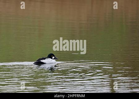 Homme de la piscine de l'oeil de Goldeneye à Snettisham RSPB Reserve Norfolk Banque D'Images