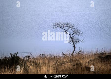 Un seul arbre entortillé en cascades qui pousse sur la rive du lac Colliford, sur la tourbière bodmin sauvage de Cornwall. Banque D'Images