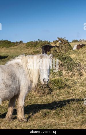 Un poney bodmin emblématique qui boit sur Craddock Moor sur la tourbière bodmin sauvage de Cornwall au Royaume-Uni. Banque D'Images