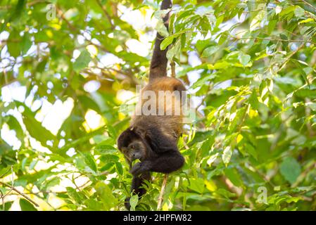 Singe hurleur, howler mécontent, Alouatta palliata avec un bébé mangeant Banque D'Images