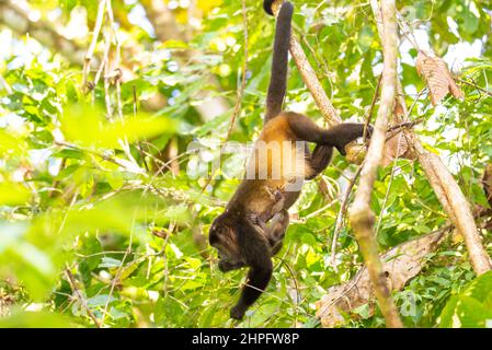 Singe hurleur, howler manbré, Alouatta palliata avec un bébé Banque D'Images