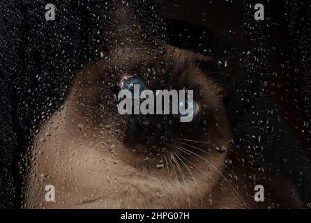 Un beau chat siamois aux yeux bleus regarde les gouttes d'eau qui s'écoulent du verre. Banque D'Images