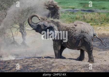 Éléphant d'Afrique (Loxodonta africana) jouant avec le sable, zone de conservation de Ngorongoro, Tanzanie. Banque D'Images