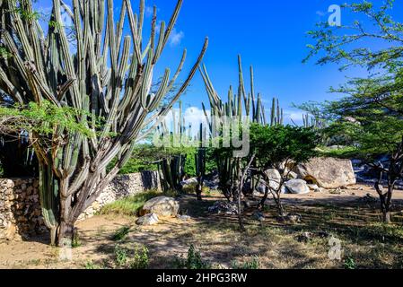 Un parc sur l'île des Caraïbes d'Aruba aux formations rocheuses de Casibari Banque D'Images