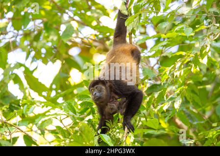 Singe hurleur, howler manbré, Alouatta palliata avec un bébé. Singe avec bébé dans un arbre en Amérique centrale, Costa Rica Banque D'Images