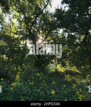 Une image paysage d'un soleil d'été brillant débordant d'arbres au lever du soleil entouré de fleurs sauvages jaunes. Banque D'Images