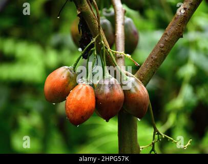 Vue rapprochée des fruits Tamarillo (Solanum betaceum) accrochés à l'arbre. Banque D'Images