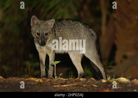 Renard mangeant du crabe (Cerdocyon thous) qui se fait la nuit. Pantanal, Mato Grosso, Brésil Banque D'Images