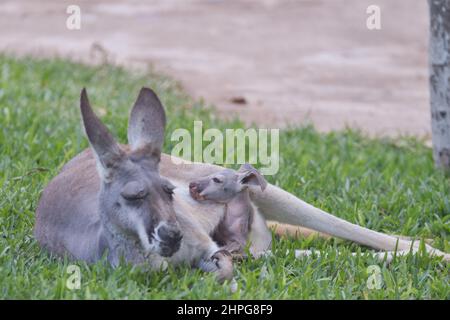 Kangourou rouge (Macropus rufus) reposant sur l'herbe avec son bébé. Banque D'Images