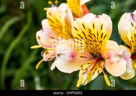 Vue rapprochée d'une fleur de lys inca. Les nénuphars incas, également connus sous le nom de nénuphars péruviens, sont originaires des Andes. Ces fleurs symbolisent l'amitié et Banque D'Images