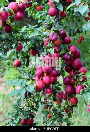 Bouquet de prunes mûres sur un arbre. Prunes mûres en été dans le jardin. Banque D'Images