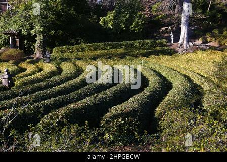 Jardin de thé, rangées de plantes de Camellia sinensis Banque D'Images