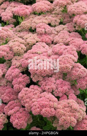 Sedum spectabile 'Autumn Joy' fleurit en automne. ROYAUME-UNI Banque D'Images