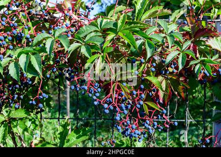 Arrière-plan avec beaucoup de grandes feuilles vertes et baies bleues de Parthenocissus quinquefolia plante, connue sous le nom de Virginia rampante, cinq feuilles de lierre ou cinq-nageoires Banque D'Images