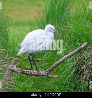 Une photo très tôt le matin d'un petit Egret au bord de mer de Horn Mill Trout Farm, Exton, Rutland, Angleterre, Royaume-Uni Banque D'Images