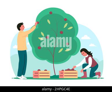 La famille récolte des pommes. Un homme et une femme près d'un pommier avec des boîtes. Des personnes actives travaillent sur la ferme dans le jardin. Saison des fruits d'automne. F Illustration de Vecteur