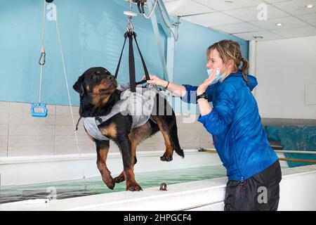 jeune rottweiler et rééducation pour l'hydrothérapie dans la piscine Banque D'Images