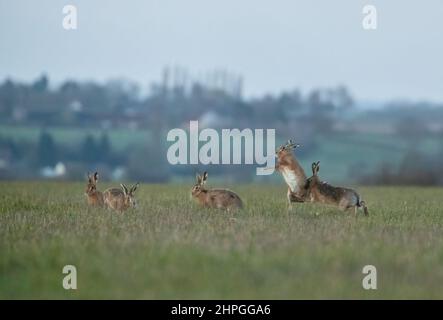 Cinq lièvres brunes, Cahsing et jouer , essayant d'attirer l'attention d'une femme. Sur fond de village. Suffolk, Royaume-Uni Banque D'Images