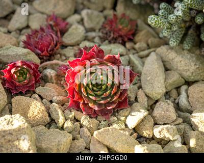 Plantes succulentes qui poussent dans un jardin de rochers intérieur Banque D'Images