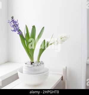 Jacinthe blanche et bleue dans un grand bol en porcelaine, sont sur la tablette contre le mur blanc. Mise en page. Concept de ressort Banque D'Images