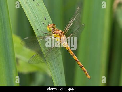 Une photo détaillée d'une femelle de Dragonfly (Sympetrum striolatum) . Installé avec des ailes écarlées sur une feuille d'iris drapeau jaune . Suffolk, Royaume-Uni Banque D'Images