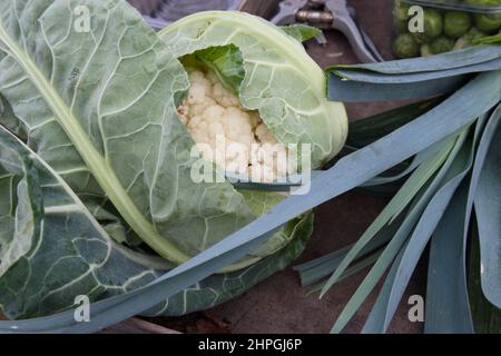 Légumes, chou-fleur, poireaux et choux de bruxelles fraîchement récoltés Banque D'Images