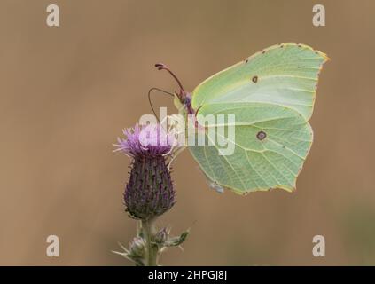 Un gros plan d'un magnifique papillon Brimstone montrant clairement son sous-aile, ses antennes et son proboscis. Se nourrissant d'un chardon violet. Suffolk, Royaume-Uni Banque D'Images