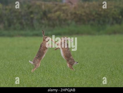 Une marche folle se hante. Une paire de classiques de boxe. Prenez ça ! Un coup de poing sur le nez dans le cadre du rituel de la cour pendant la saison d'accouplement . Suffolk Royaume-Uni Banque D'Images