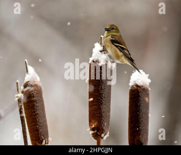 Vue rapprochée de l'American Goldfinch, perchée sur une queue de chat avec un arrière-plan flou et de la neige tombant dans son environnement et son habitat environnant. Banque D'Images