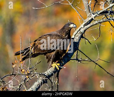 Pygargue à tête blanche perchée avec un arrière-plan automnal flou dans son environnement et son habitat entourant et affichant son plumage brun foncé.Aigle. Banque D'Images